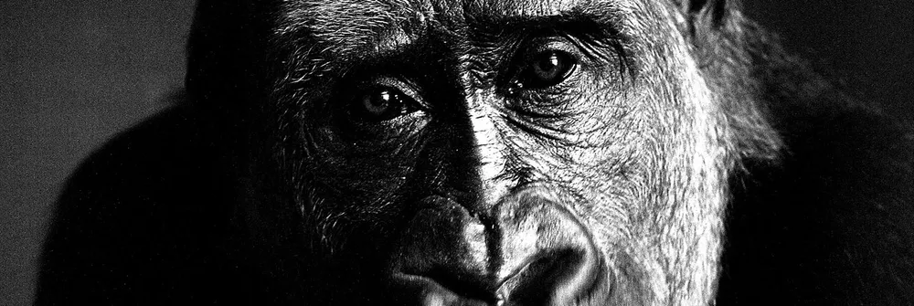 The great ape Dave Brown (Bollo)